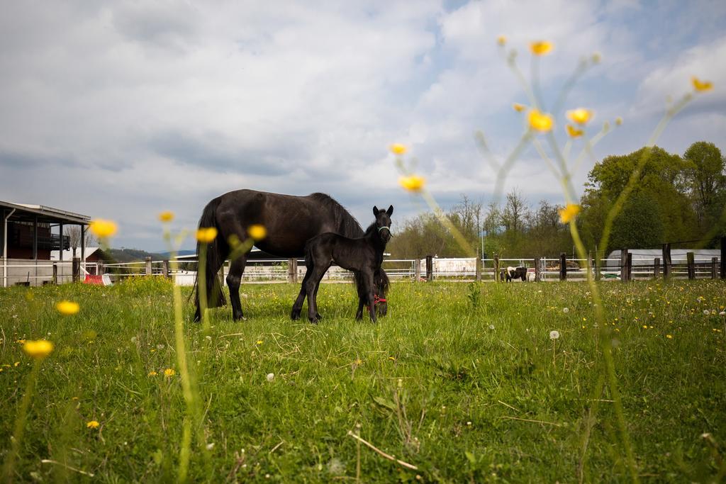 Agriturismo Jesson Rosamund 칸투 외부 사진